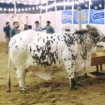 Bakra Eid Very Heavy Bull In Dilpasand Cattle Farm 2016 13008